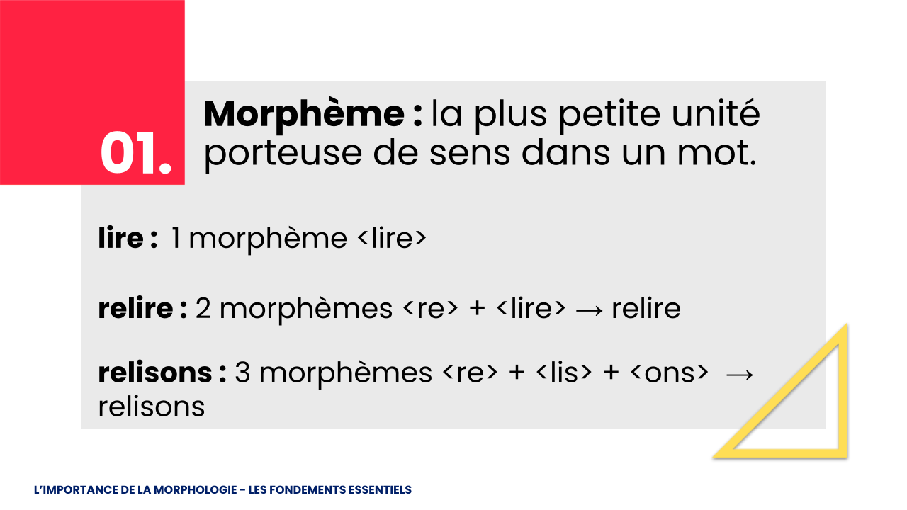 Les fondements essentiels de la morphologie 1