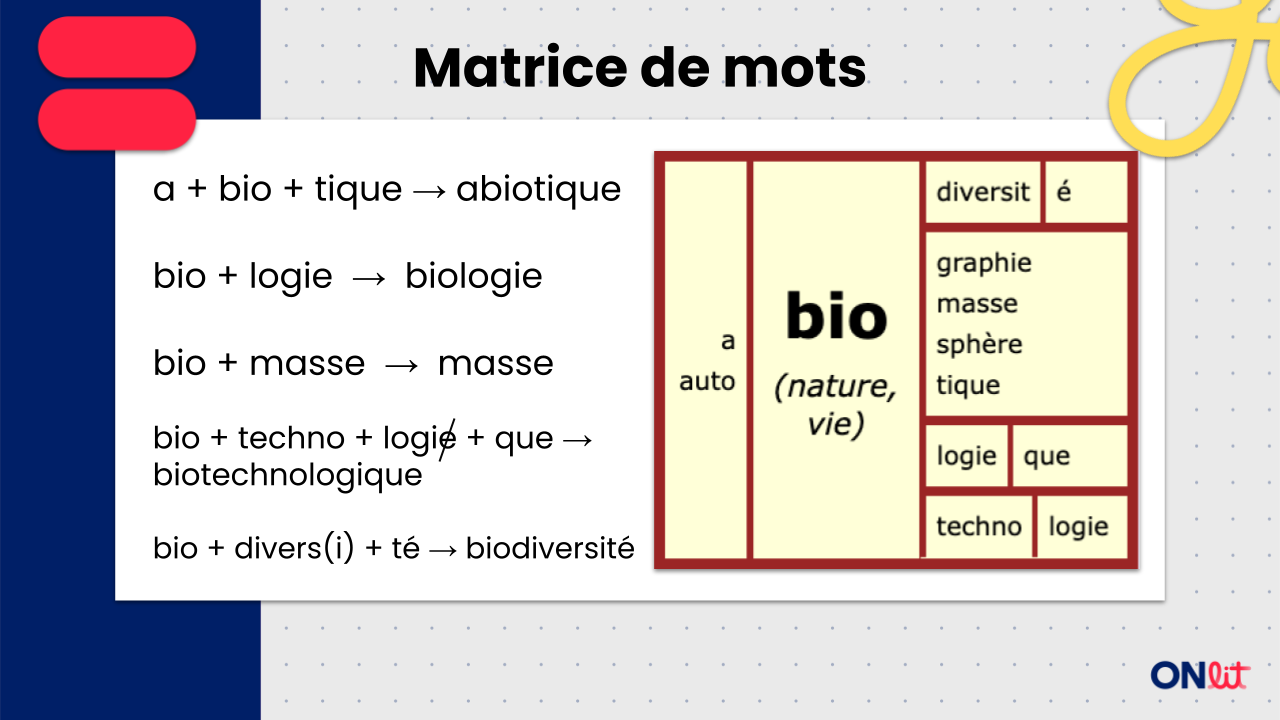 Les fondements essentiels de la morphologie 4